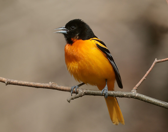 Baltimore Oriole Icterus galbula