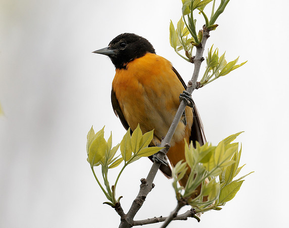 Baltimore Oriole Icterus galbula