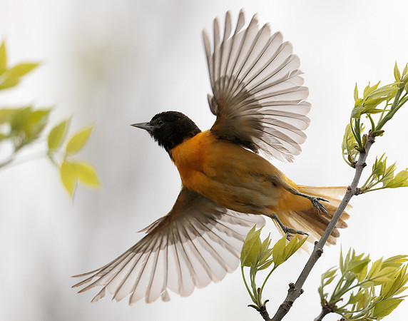 Baltimore Oriole Icterus galbula