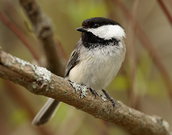 Black-capped Chickadee Poecile atricapillus
