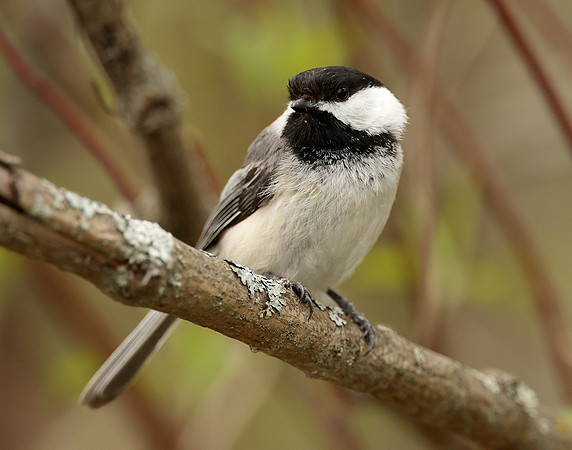 Black-capped Chickadee Poecile atricapillus