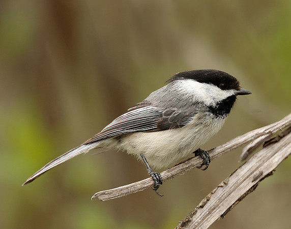Black-capped Chickadee Poecile atricapillus