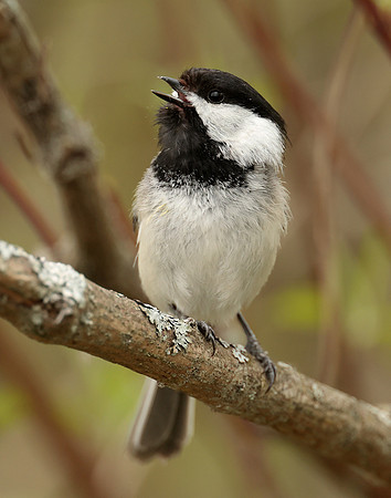 Black-capped Chickadee Poecile atricapillus