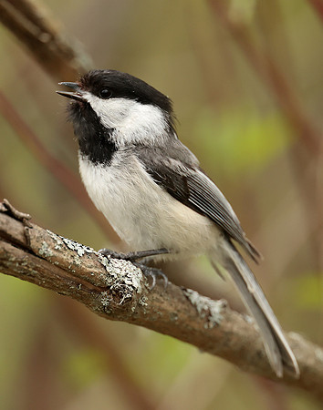 Black-capped Chickadee Poecile atricapillus