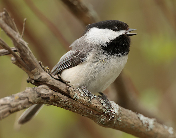 Black-capped Chickadee Poecile atricapillus