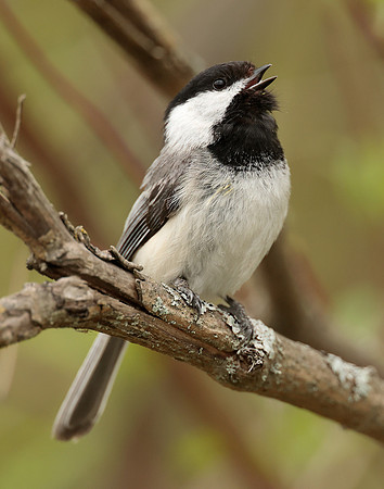 Black-capped Chickadee Poecile atricapillus