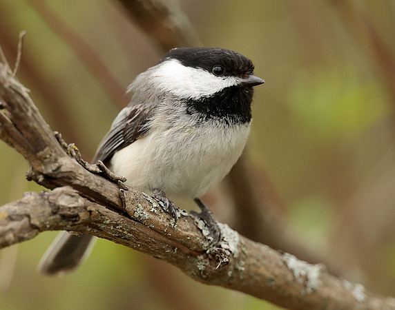 Black-capped Chickadee Poecile atricapillus