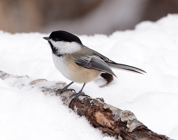 Black-capped Chickadee Poecile atricapillus