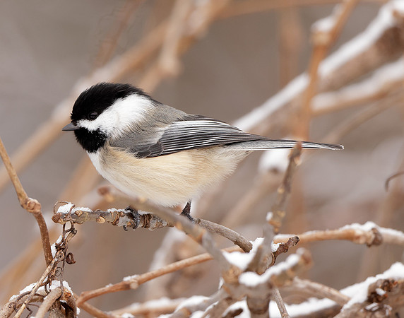 Black-capped Chickadee Poecile atricapillus