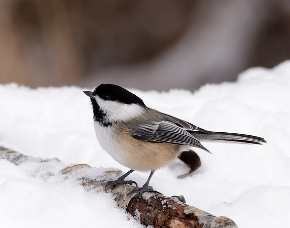 Black-capped Chickadee Poecile atricapillus