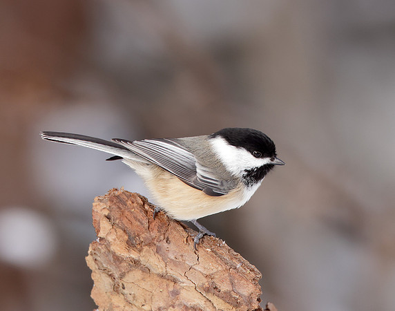 Black-capped Chickadee Poecile atricapillus
