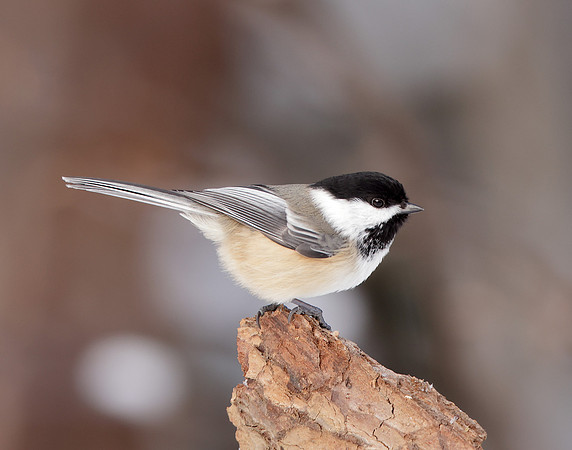 Black-capped Chickadee Poecile atricapillus