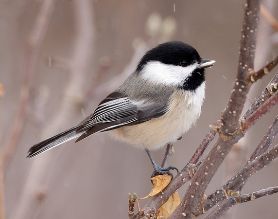 Black-capped Chickadee Poecile atricapillus
