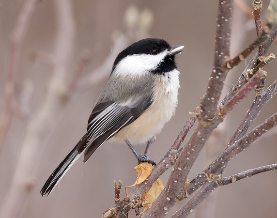 Black-capped Chickadee Poecile atricapillus