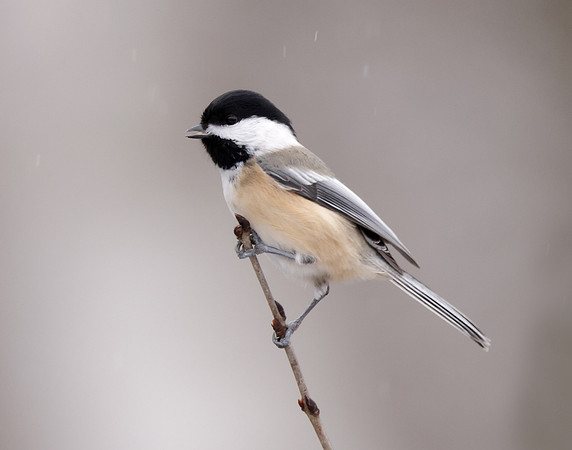 Black-capped Chickadee Poecile atricapillus