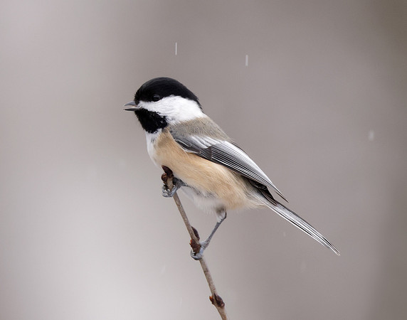 Black-capped Chickadee Poecile atricapillus