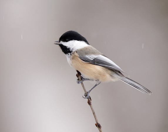 Black-capped Chickadee Poecile atricapillus