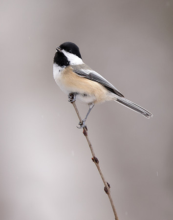 Black-capped Chickadee Poecile atricapillus