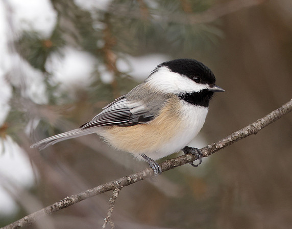 Black-capped Chickadee Poecile atricapillus