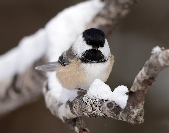 Black-capped Chickadee Poecile atricapillus