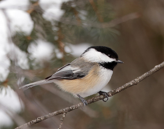 Black-capped Chickadee Poecile atricapillus