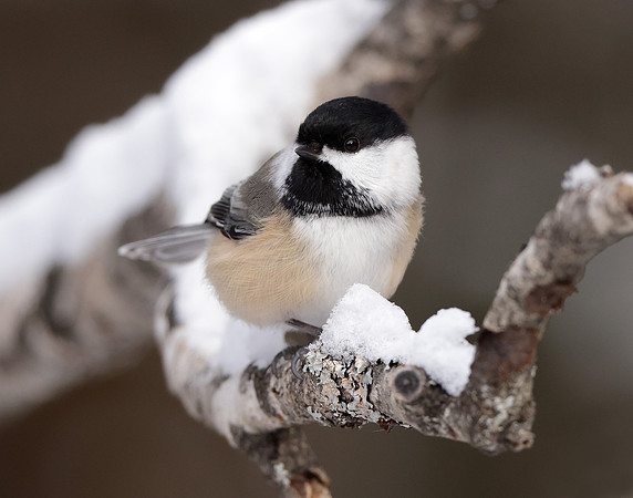 Black-capped Chickadee Poecile atricapillus