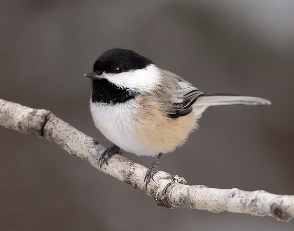 Black-capped Chickadee Poecile atricapillus