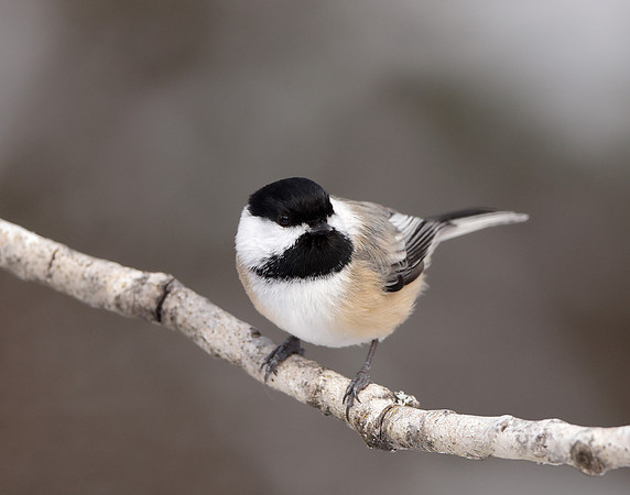 Black-capped Chickadee Poecile atricapillus