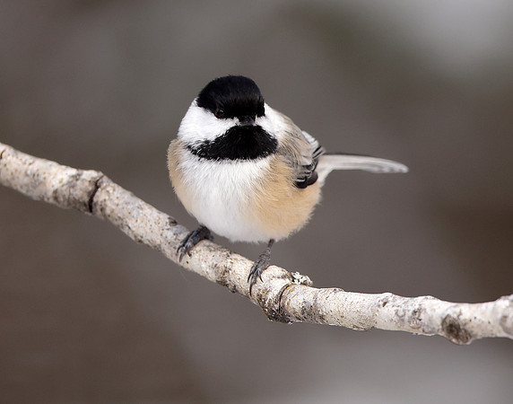 Black-capped Chickadee Poecile atricapillus