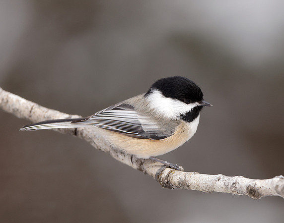 Black-capped Chickadee Poecile atricapillus