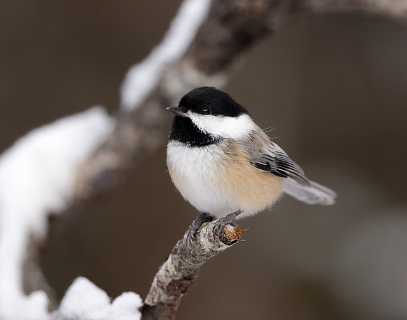 Black-capped Chickadee Poecile atricapillus