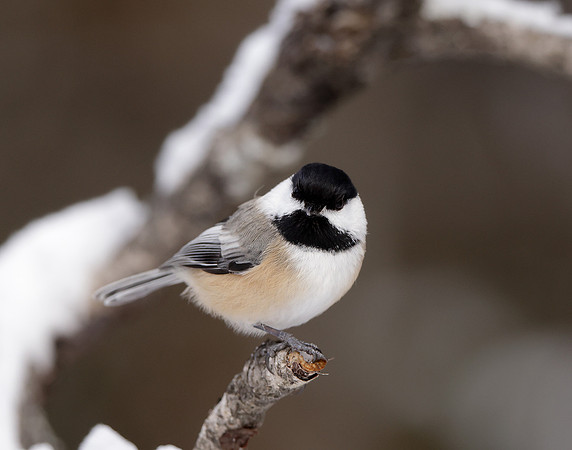 Black-capped Chickadee Poecile atricapillus