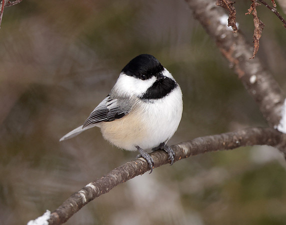 Black-capped Chickadee Poecile atricapillus