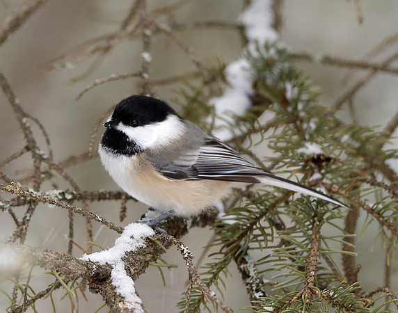 Black-capped Chickadee Poecile atricapillus