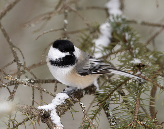 Black-capped Chickadee Poecile atricapillus