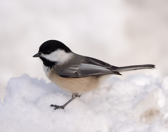 Black-capped Chickadee Poecile atricapillus