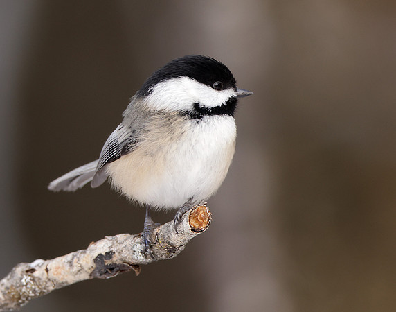 Black-capped Chickadee Poecile atricapillus