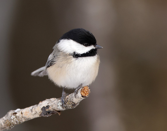 Black-capped Chickadee Poecile atricapillus