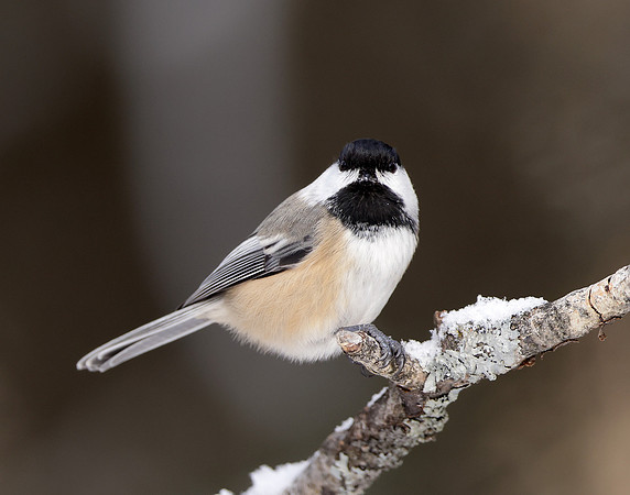 Black-capped Chickadee Poecile atricapillus