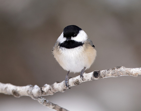 Black-capped Chickadee Poecile atricapillus