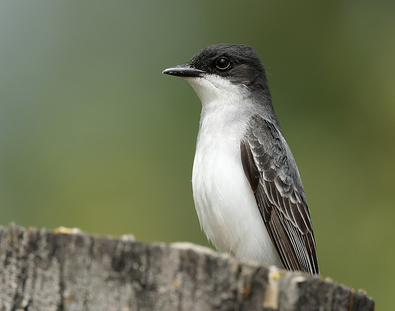 Eastern Kingbird Tyrannus tyrannus