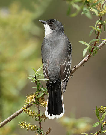 Eastern Kingbird Tyrannus tyrannus
