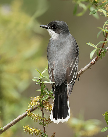Eastern Kingbird Tyrannus tyrannus