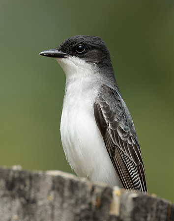 Eastern Kingbird Tyrannus tyrannus