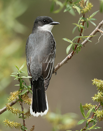 Eastern Kingbird Tyrannus tyrannus