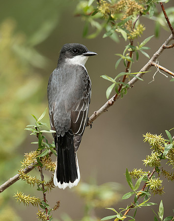 Eastern Kingbird Tyrannus tyrannus