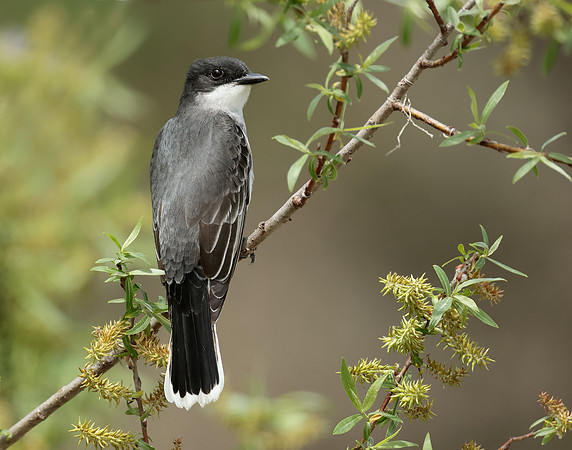 Eastern Kingbird Tyrannus tyrannus