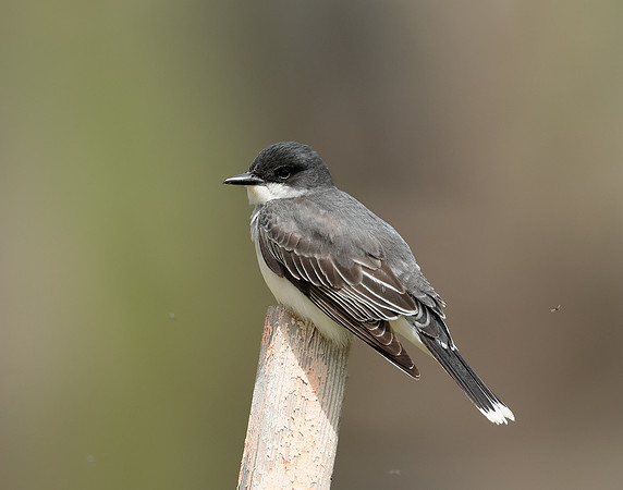Eastern Kingbird Tyrannus tyrannus