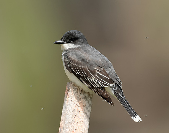 Eastern Kingbird Tyrannus tyrannus