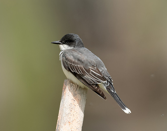 Eastern Kingbird Tyrannus tyrannus